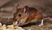 24 Hour & Emergency Exterminators in Elkton, VA